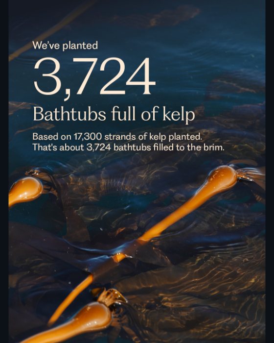 The original post by Aurora Expeditions. Kelp floating on dark water at dusk, shot from above, with the words We've planted 3,724 bathtubs full of kelp in cream serif type over the top left.