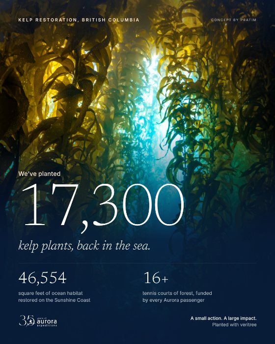 The remake in the documentary and wildlife style. 17,300 kelp plants, back in the sea. 46,554 square feet of ocean habitat restored on the Sunshine Coast, about 16 tennis courts of forest, funded by every Aurora passenger. Planted with veritree.